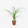 Live Palm Ponytail Plant