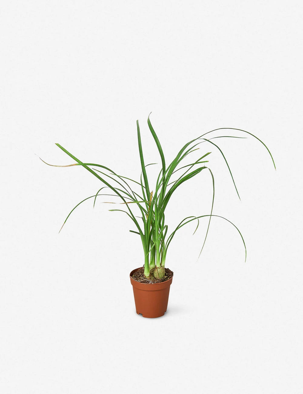 Live Palm Ponytail Plant 1 Live Palm Ponytail Plant