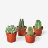 Live Cacti Plants (Set Of 4), 4" Grower Pot