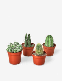 Live Cacti Plants (Set Of 4), 4" Grower Pot
