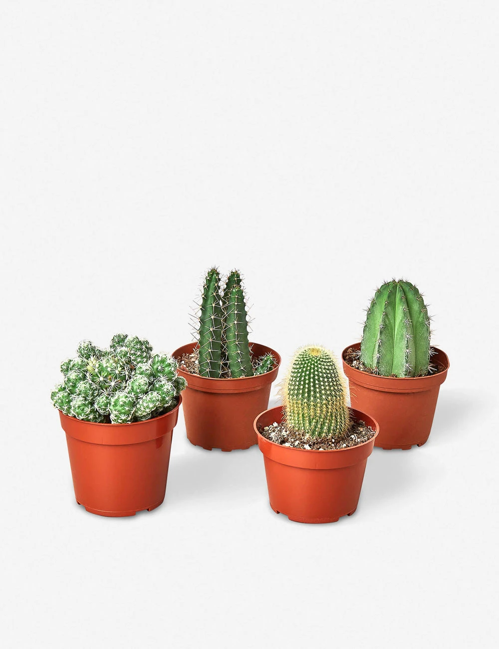 Live Cacti Plants (Set Of 4), 4" Grower Pot 1 Live Cacti Plants (Set Of 4), 4" Grower Pot