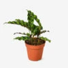 Live Calathea Lancifolia Plant (Rattlesnake)