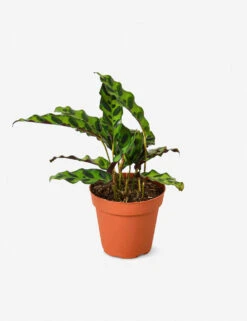 Live Calathea Lancifolia Plant (Rattlesnake)
