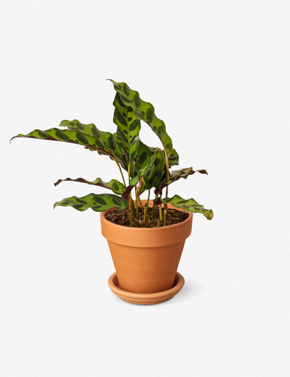 Live Calathea Lancifolia Plant (Rattlesnake) 2 Live Calathea Lancifolia Plant (Rattlesnake) - Image 2