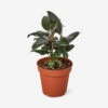 Live Ficus Elastica Plant (Burgundy)