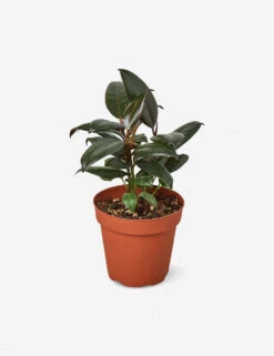 Live Ficus Elastica Plant (Burgundy)