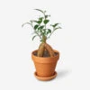 Live Ficus Ginseng Plant