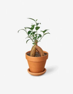 Live Ficus Ginseng Plant