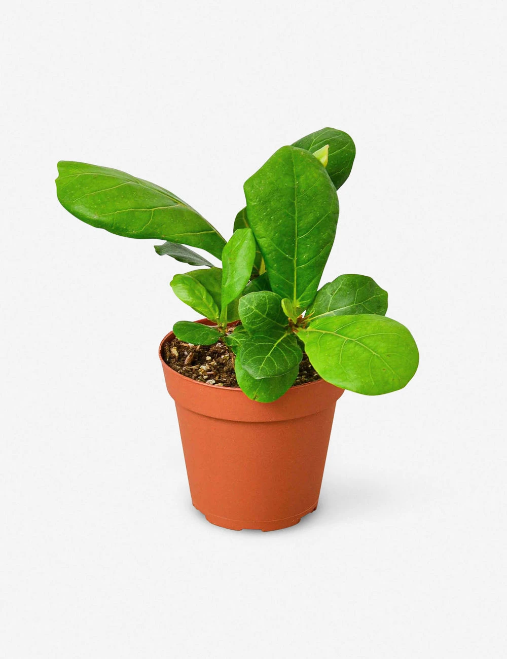 Live Ficus Lyrata Plant (Fiddle Leaf Fig) 2 Live Ficus Lyrata Plant (Fiddle Leaf Fig) - Image 2