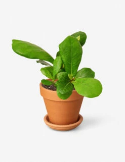 Live Ficus Lyrata Plant (Fiddle Leaf Fig)