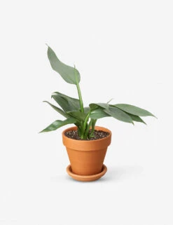 Live Philodendron Plant (Silver Sword)