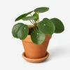 Live Pilea Peperomioides Plant (Chinese Money Plant)