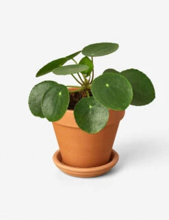 Live Pilea Peperomioides Plant (Chinese Money Plant)