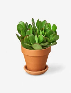 Live Jade Succulent Plant