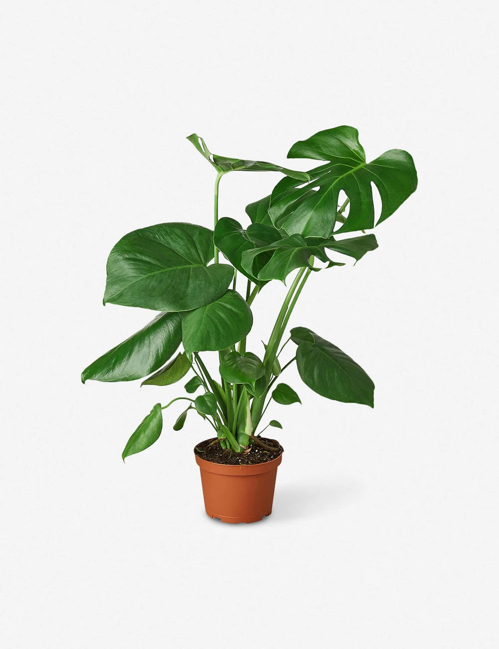 Live Philodendron Monstera Split-Leaf Plant 2 Live Philodendron Monstera Split-Leaf Plant - Image 2
