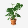 Live Philodendron Monstera Split-Leaf Plant
