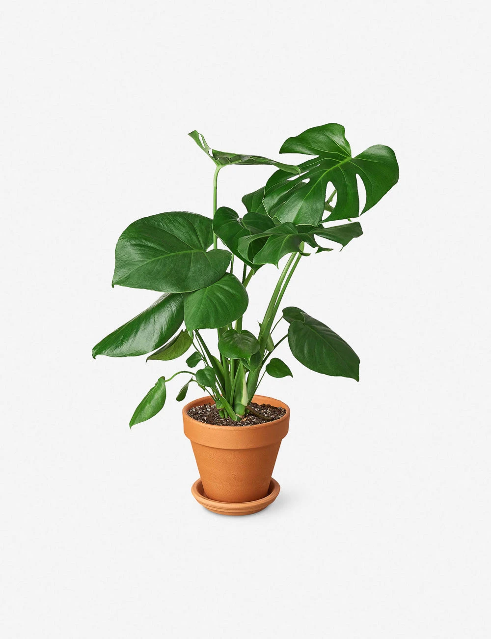 Live Philodendron Monstera Split-Leaf Plant 1 Live Philodendron Monstera Split-Leaf Plant