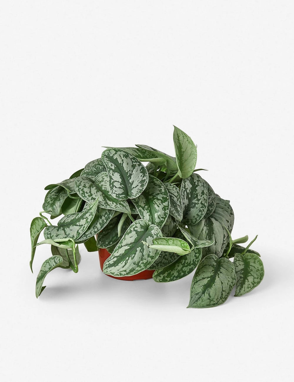 Live Pothos Plant (Silver Splash) 2 Live Pothos Plant (Silver Splash) - Image 2