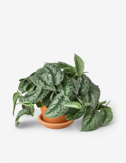 Live Pothos Plant (Silver Splash)