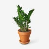 Live Zamioculcas Zamiifolia Plant (ZZ Plant)