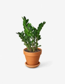 Live Zamioculcas Zamiifolia Plant (ZZ Plant)
