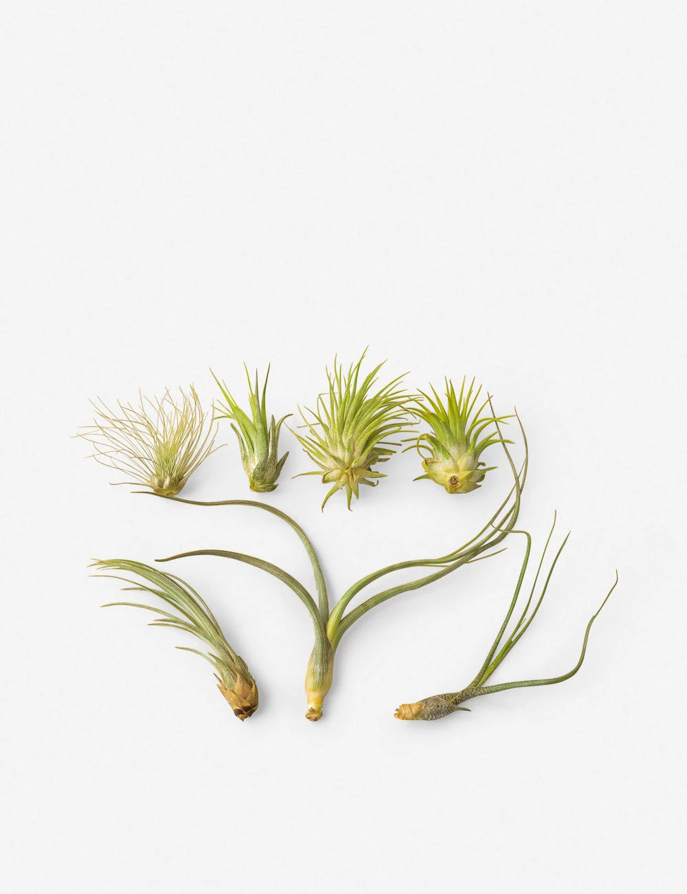 Live Air Plants (Set Of 7) 1 Live Air Plants (Set Of 7)
