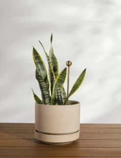 Brass Soil Probe By Greenery Unlimited -MIUBOW Furniture Shop BrassSoilProbe 10873