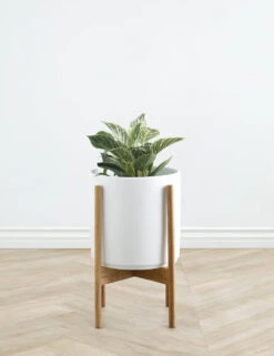 Ceramic Planter Pot + Teak Stand By LBE Design -MIUBOW Furniture Shop LBEDesignCeramicPlanterWTeakStand 10in White 10466
