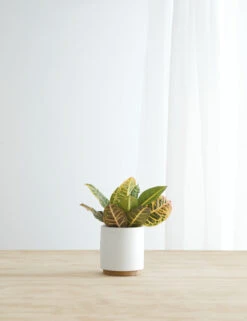 Ceramic Planter Pot + Plinth By LBE Design -MIUBOW Furniture Shop LBEDesignCeramicPlanter Plinth White 10307