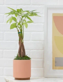 Ceramic Planter Pot + Plinth By LBE Design -MIUBOW Furniture Shop cyl plt 4 pch teak