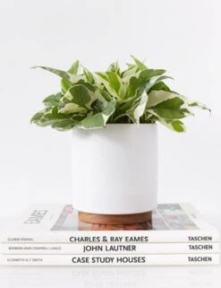 Ceramic Planter Pot + Plinth By LBE Design -MIUBOW Furniture Shop cyl plt 4 wht teak 1