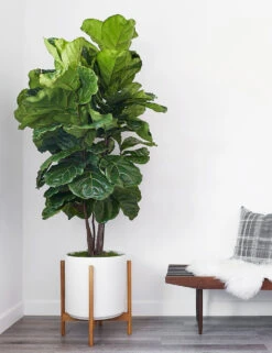 Ceramic Planter Pot + Teak Stand By LBE Design -MIUBOW Furniture Shop cyl sd 14 wht teak nat 7ed76530 202e 483c b7c5 05d8b9be8396